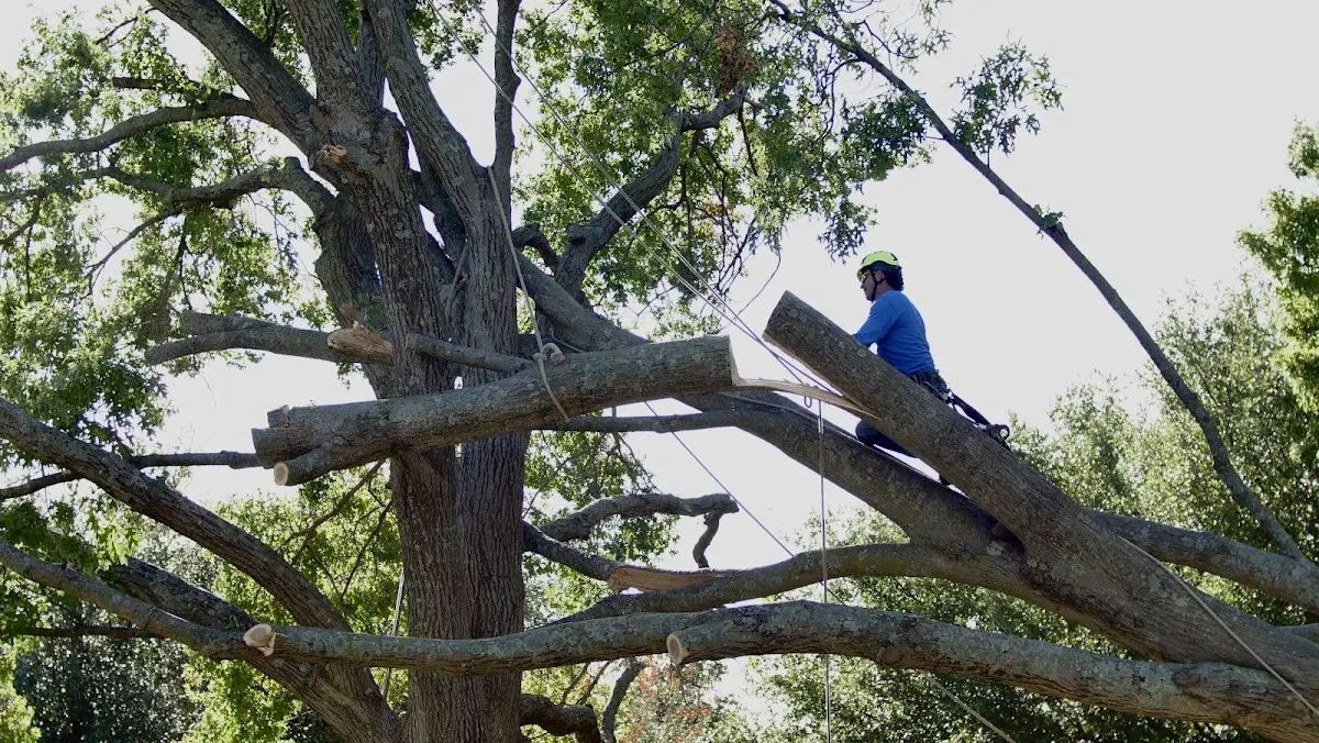 Professional Crown Thinning performed by certified arborists in Tylersburg